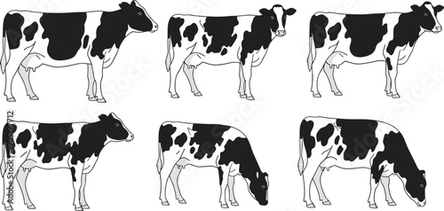 Set of black and white spotted dairy cow illustrations in various poses including standing and grazing, farm animal vector icons on white