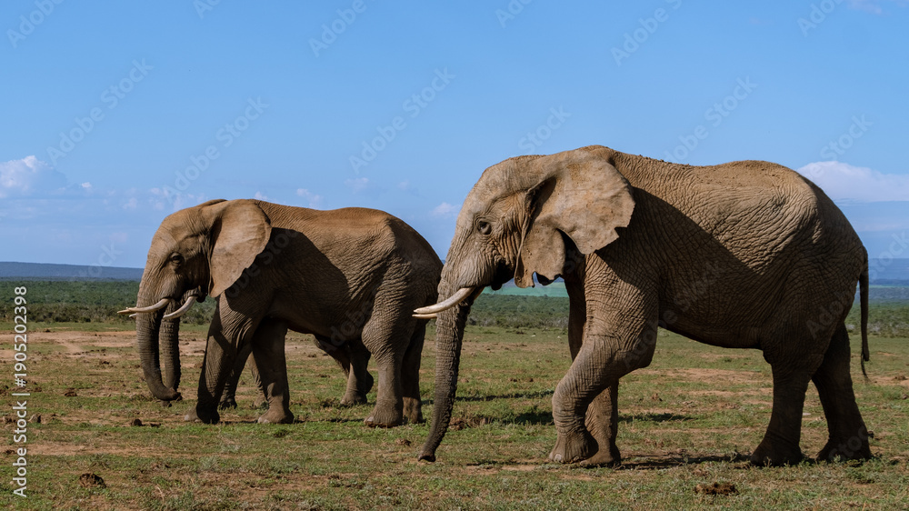 Obraz premium Majestic elephants roaming freely in Addo Elephant Park, South Africas stunning wildlife reserve