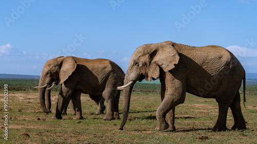 Majestic elephants roaming freely in Addo Elephant Park, South Africas stunning wildlife reserve