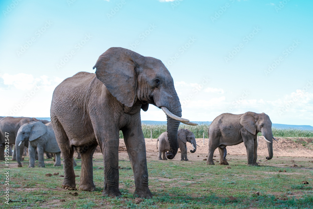 Fototapeta premium Majestic elephants roaming freely in Addo Elephant Park, South Africa during a sunny day