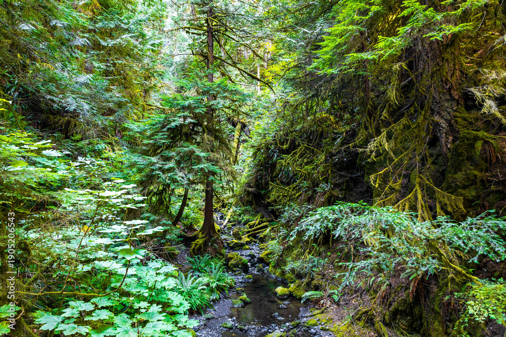 Obraz premium Lush Green Moss-Covered Forest on Marymere Falls Trail