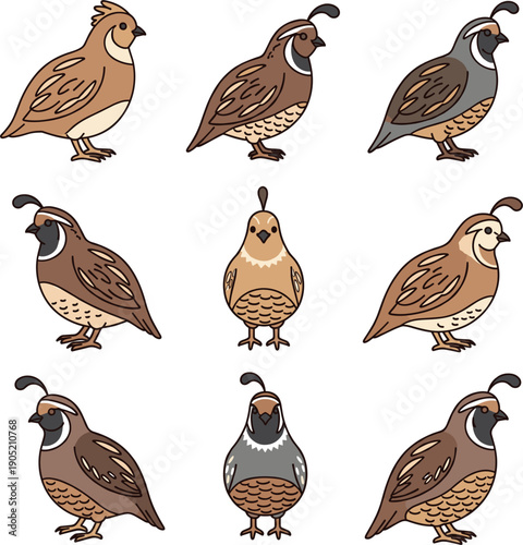 Vector illustrations of various quail bird species in different poses for wildlife and ornithology concepts।