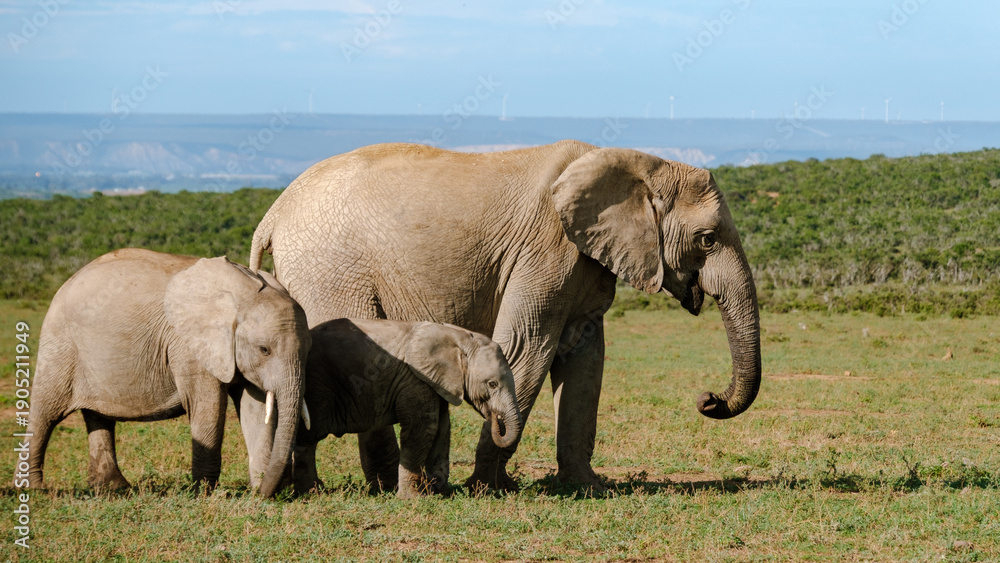 Fototapeta premium Majestic elephants roam freely in Addo Elephant Park, South Africa, showcasing natures beauty