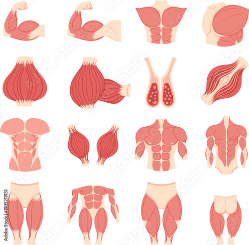 Vector illustrations of human muscle structures and muscular system diagrams for anatomy and fitness education।