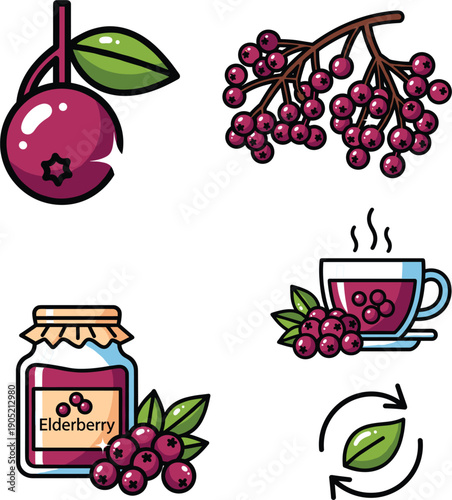 : Vector illustrations of elderberry fruit clusters jam jar and herbal tea for healthy lifestyle and organic food concepts।