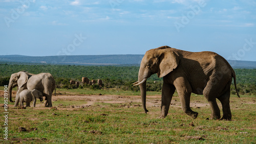 Majestic elephants roam freely in Addo Elephant Park under the African sun