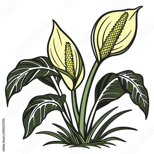 vector illustration of  yellow skunk cabbage