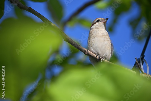 Little shrike bird on the branch