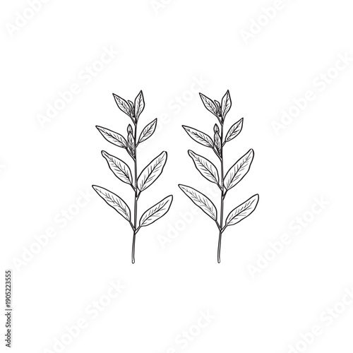 Lemon Verbena icon line art plant 