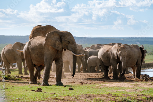 Majestic elephants roam freely in Addo Elephant Park of South Africa during a sunny day