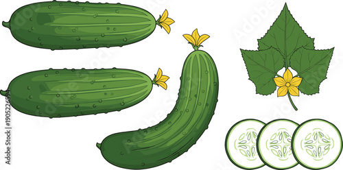 Cucumber Vegetable Set with Whole Fruits Flower Leaf and Slices Isolated on White Background Vector Illustration