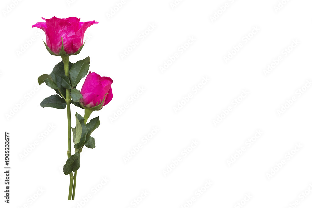 Fototapeta premium pink flowers rose in love valentine day arrangement flat lay postcard style 