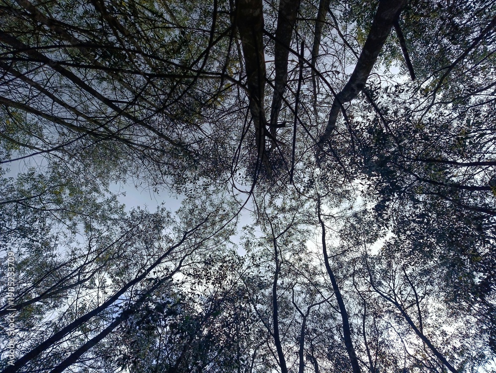 Naklejka premium Looking upward at towering forest trees with interlacing branches forming a canopy silhouette against the sky, conveying tranquility, natural growth, and immersive woodland scenery.