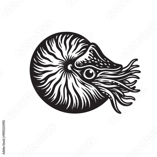 A detailed, black-and-white nautilus shell, showcasing the intricate patterns of nature's design. This illustration captures the essence of the ocean.