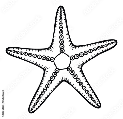 A clear graphic depiction of a starfish showcasing its unique fivearm structure and rows of tube feet, perfect for educational materials, nautical themes, or decorative use in prints and