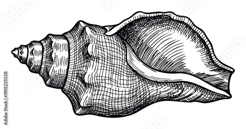 Detailed hand drawn black and white conch seashell, an engraved marine gastropod mollusk sketch, perfect for nautical themed projects and ocean inspired graphics.