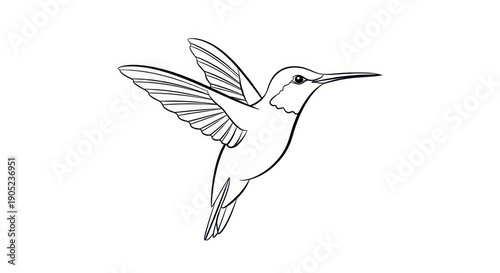 Hummingbird in Flight, Outline Drawing, Vector Art, Delicate Wings, Nature Illustration