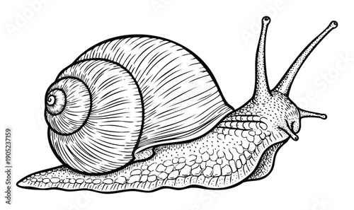 Black and white hand drawn snail illustration in an engraving style depicting a gastropod mollusk suitable for natural science publications and ecological themes