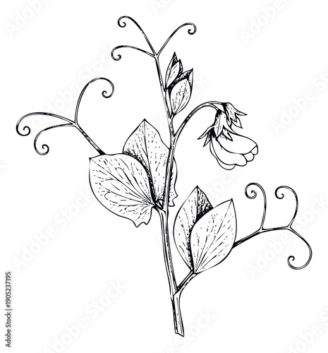 Black and white botanical drawing of a sweet pea plant featuring flowers, leaves, and tendrils, perfect for educational materials, garden themes, or decorative graphics.