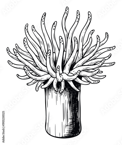 A detailed hand drawn monochrome sea anemone illustration perfect for marine biology educational materials, underwater themed graphic projects, or aquatic environment textile printing and