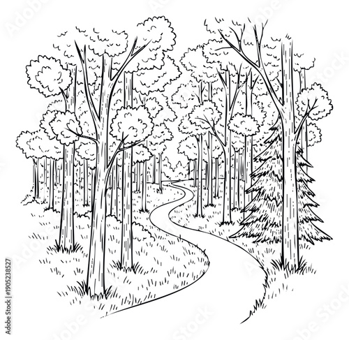 Serene forest landscape with a winding woodland path surrounded by various trees and lush grass, perfect for coloring books, educational materials, or naturethemed graphic projects.
