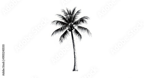 Black and White Silhouette of a Tall Palm Tree on a White Background