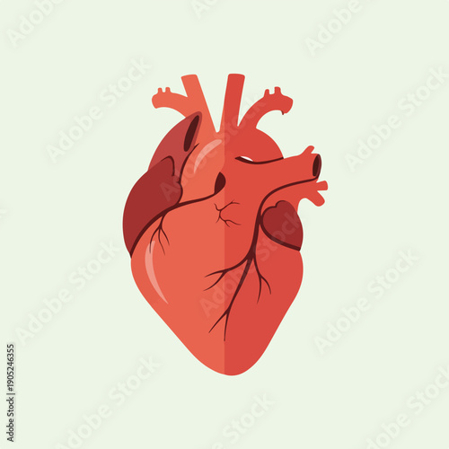 Stylized anatomical heart illustration on a light background