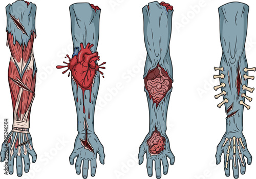 A terrifying set of decaying blue zombie arms with exposed muscles and a human heart for spooky Halloween horror medical anatomical graphic design.