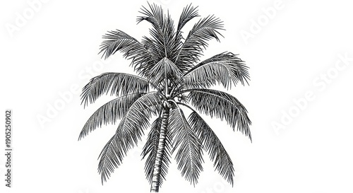 Palm Tree Illustration, Tropical Plant Drawing