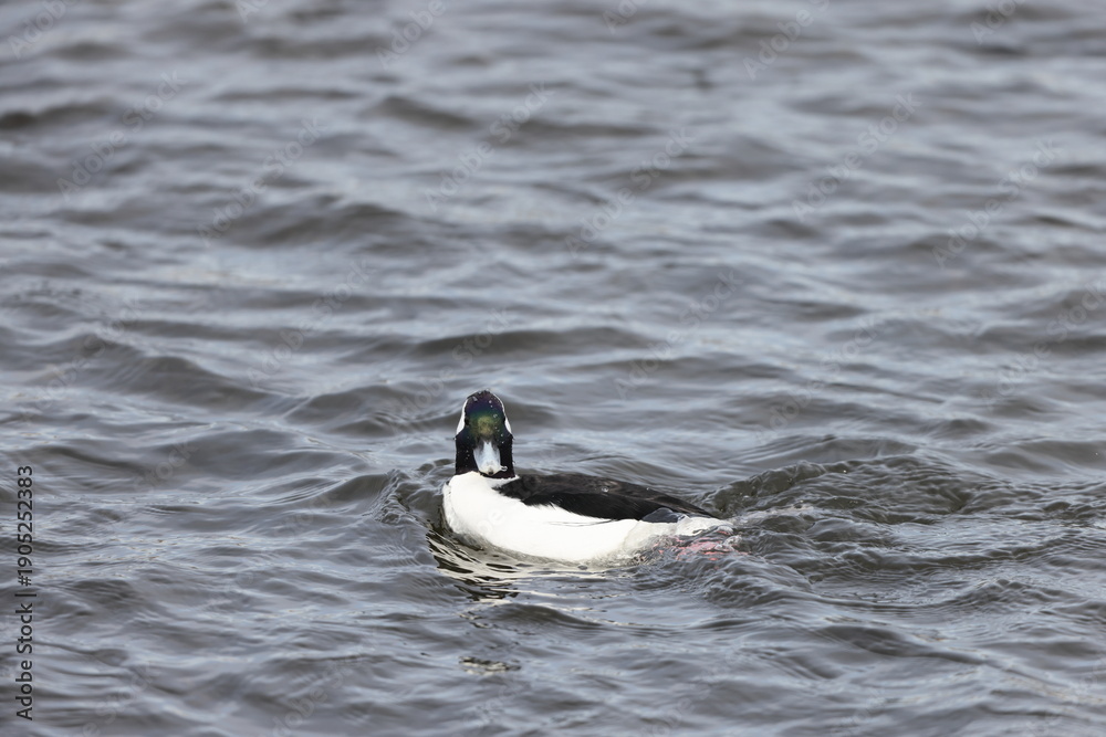 Fototapeta premium The bufflehead (Bucephala albeola) is a small sea duck of the genus Bucephala, the goldeneyes. This photo was taken in Japan.