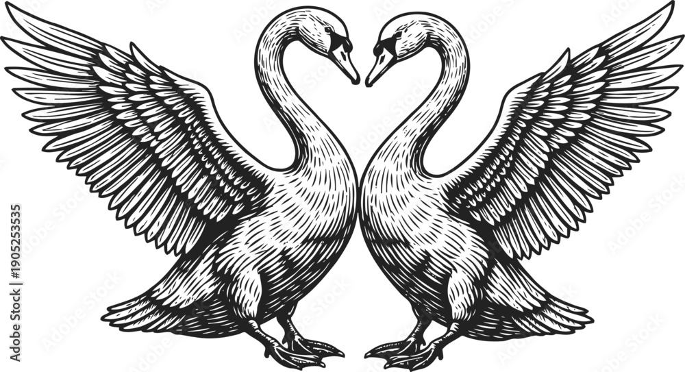Obraz premium Two graceful swans facing each other with wings fully spread in detailed line art illustration