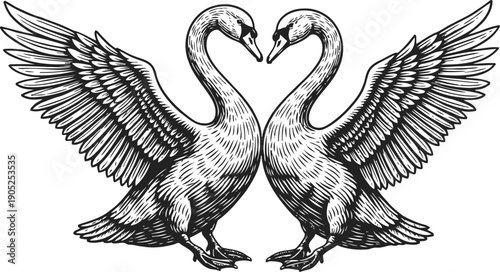 Two graceful swans facing each other with wings fully spread in detailed line art illustration