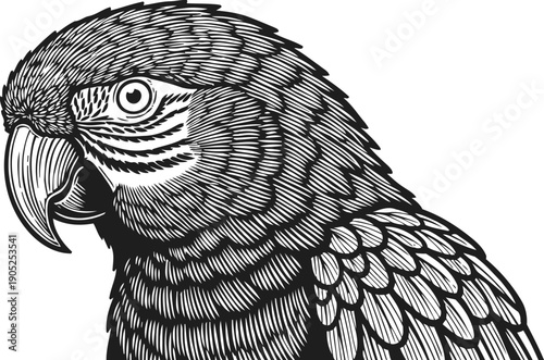 Detailed parrot head illustration in black and white with intricate feather and eye lines