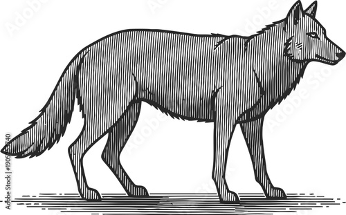 Illustration of a standing wolf with detailed linework and shading in black and white