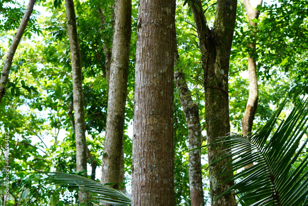 Fototapeta premium Lush Green Tropical Rainforest Canopy with Tall Trees and Dense Foliage.