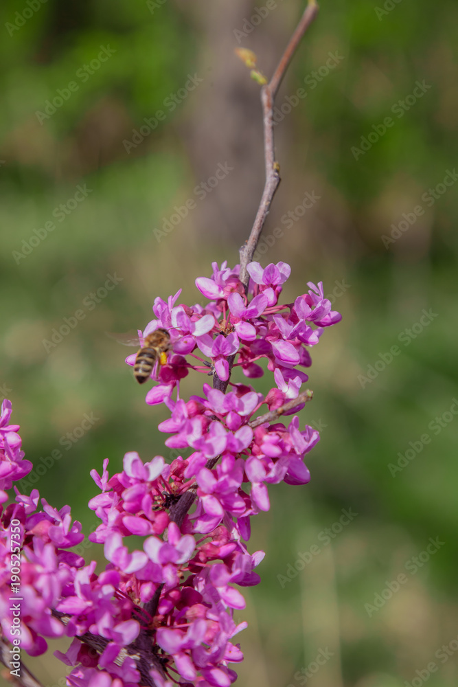Obraz premium flowers of the purple fern, flowers of the European red fern, flowering Judas tree