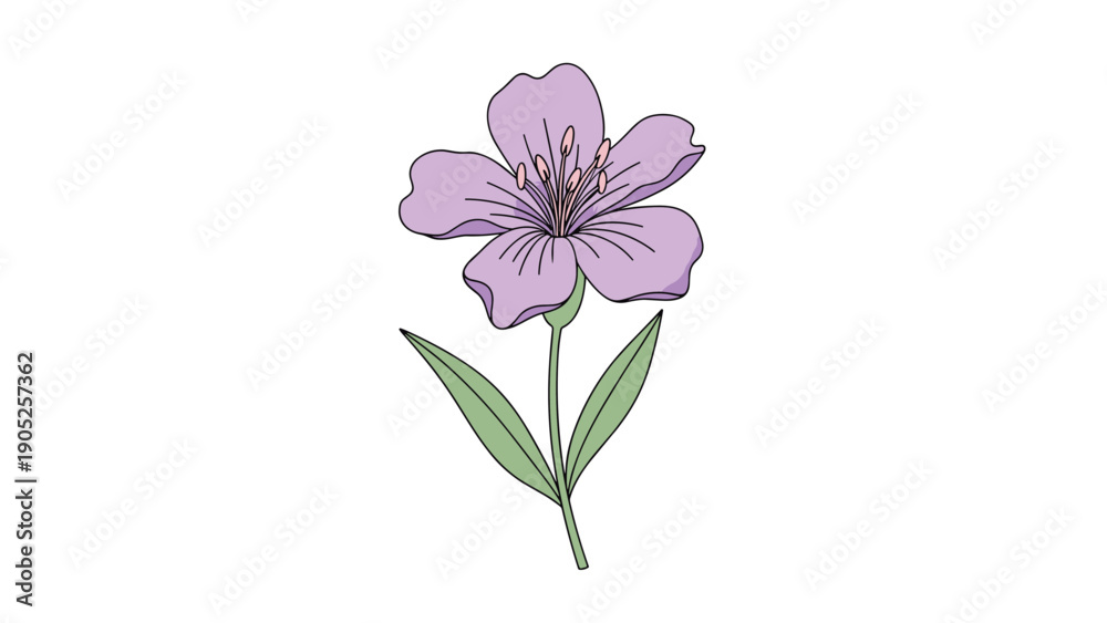 Fototapeta premium Beautiful illustration of a purple flower with five petals and green leaves, rendered in a clean and colorful hand-drawn style on white.