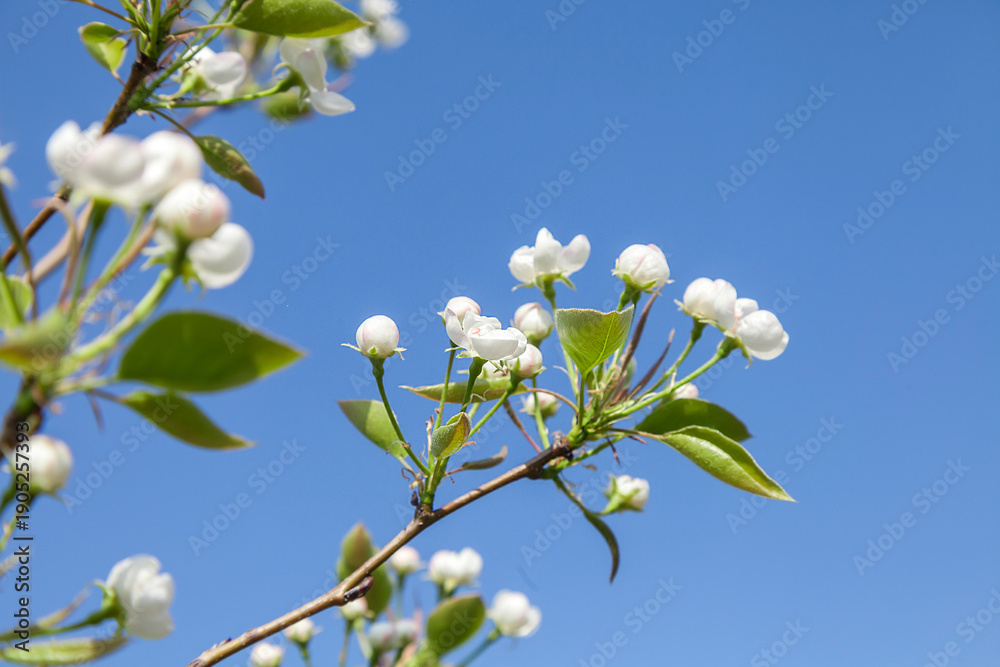 Fototapeta premium Branch with white flowers is in the foreground of a blue sky