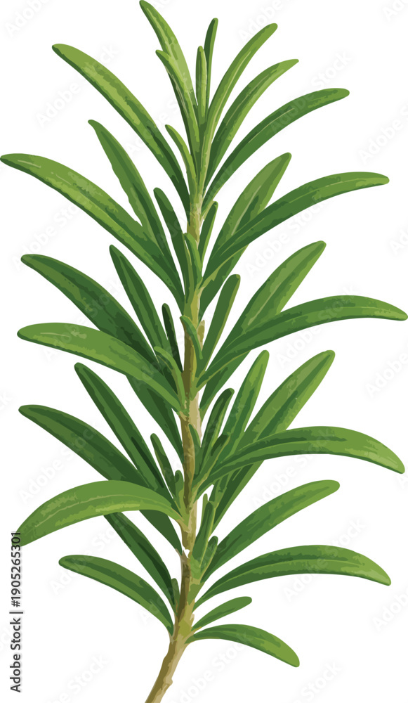 Obraz premium Branch of fresh green rosemary herb on white background