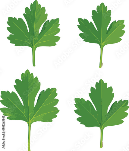 Four flat parsley leaves on a white background herb
