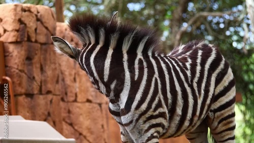Bébé zèbre se réfugiant auprès de sa mère