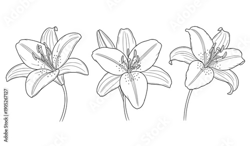 Black contour lily flower line art vector set isolated on white background