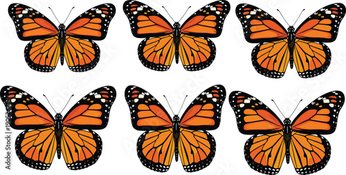 Six monarch butterflies with orange wings and black markings, symmetrical insect illustration, biodiversity concept, entomology study, nature pattern recognition and wildlife ar