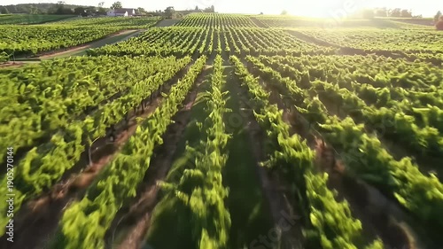Vineyard Rows in Sunlight.