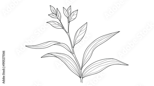 Detailed black and white line art drawing of a leafy plant branch with various sizes of leaves for botanical illustration purposes.