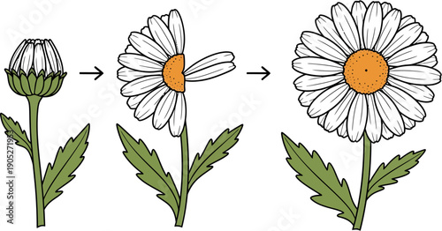 Dynamic illustration capturing the complete life cycle of a daisy flower, from a nascent bud gradually unfurling its petals to a beautifully vibrant, fully bloomed blossom