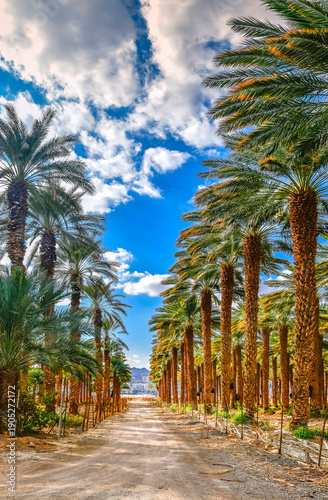 Plantation of date palms. Countryside road as background. Date palm is iconic...