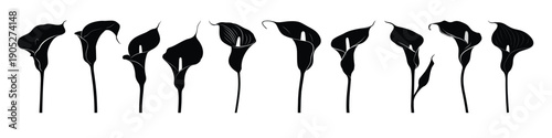  calla lily flower silhouette clipart set