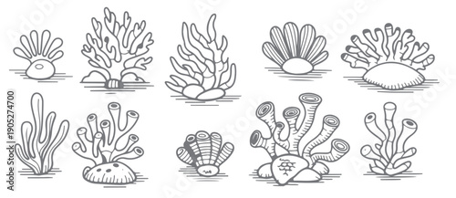 gray scale illustration of various sea life forms including