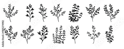  thyme herb silhouette clipart bundle